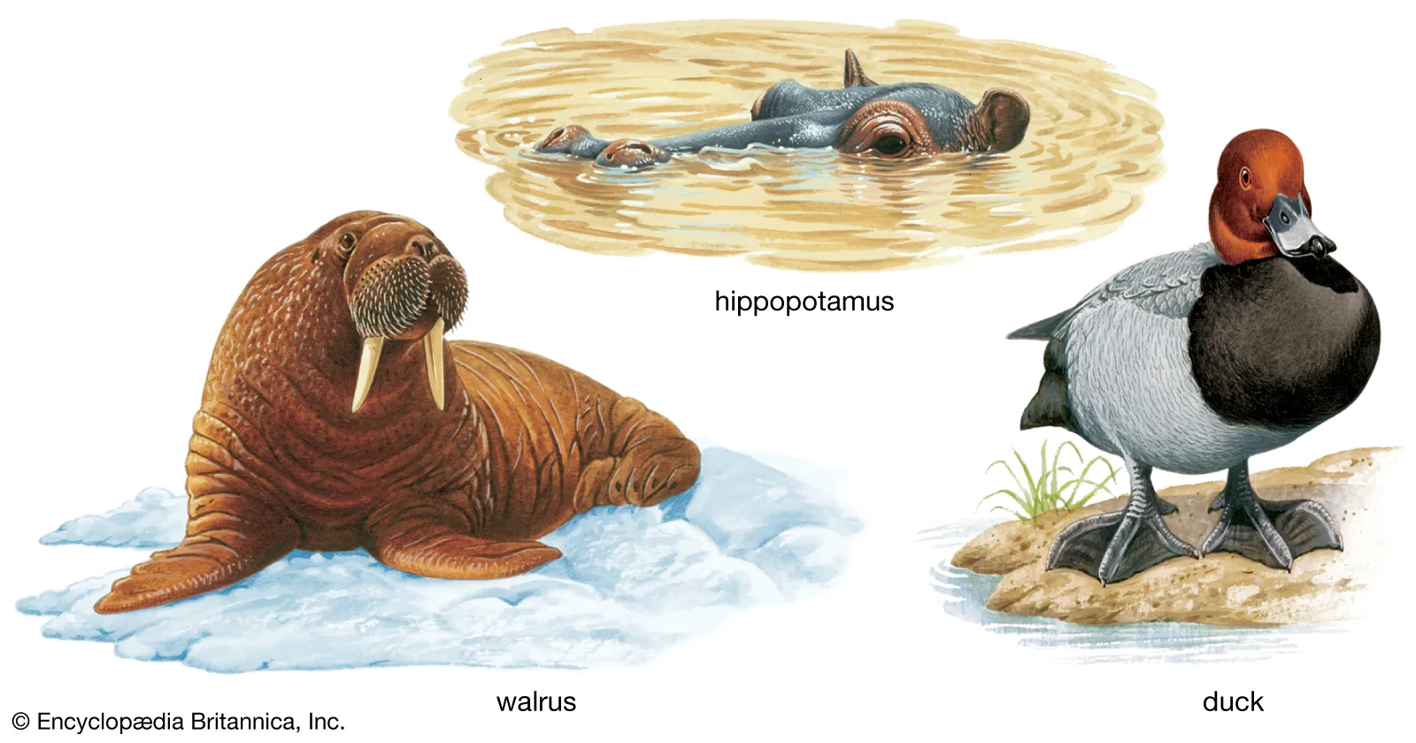 Adaptation examples - camel, polar bear, cactus