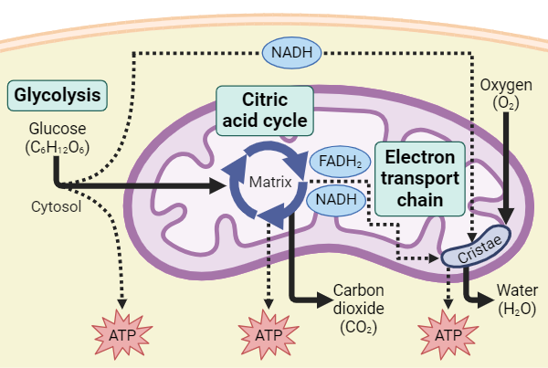 Cellular respiration diagram