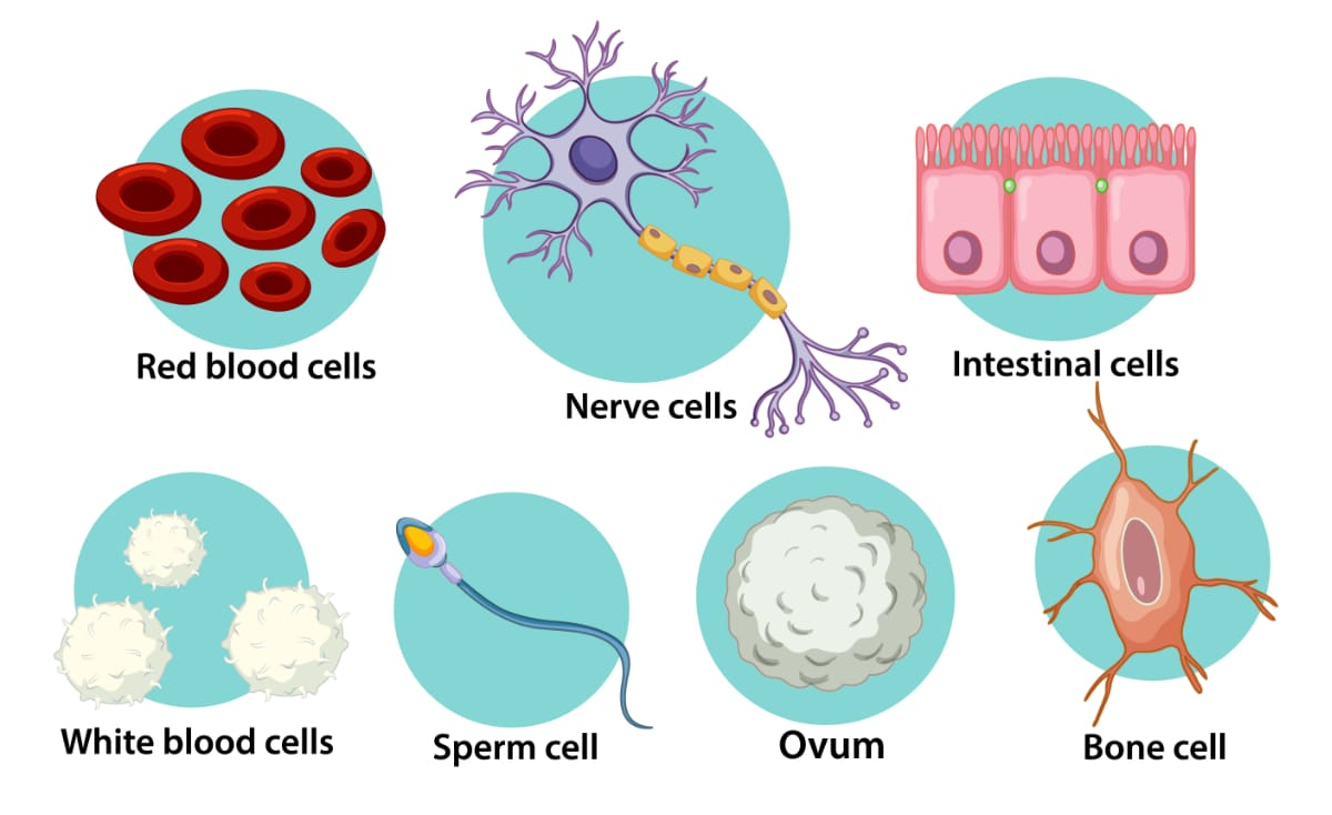 Various specialized cells