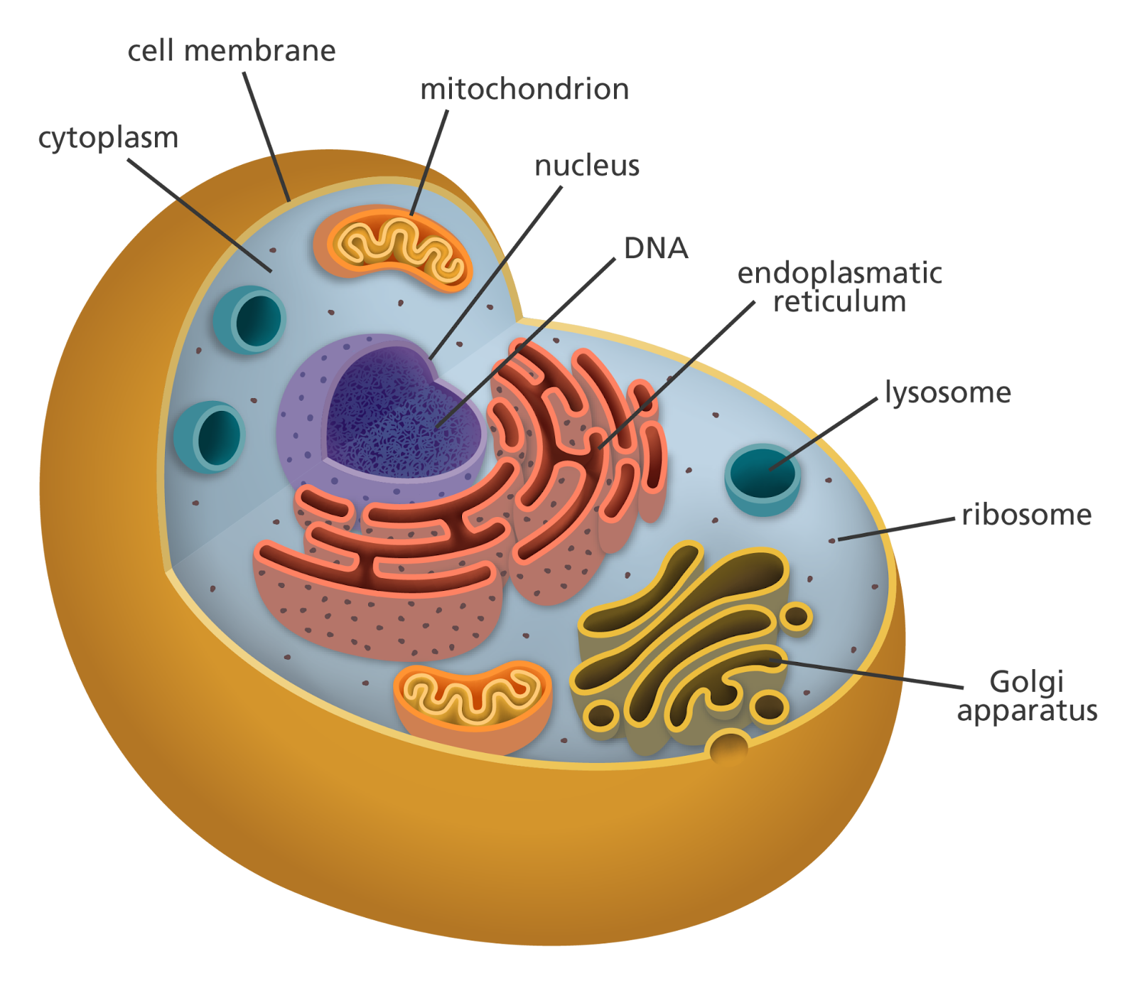 Illustration of a cell