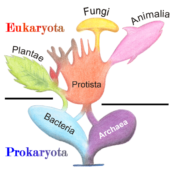 Illustration of organism diversity