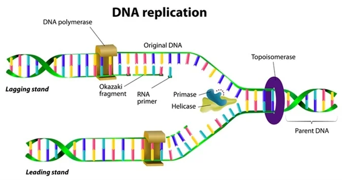 DNA replication diagram