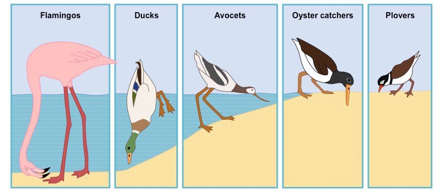 Ecological niches diagram