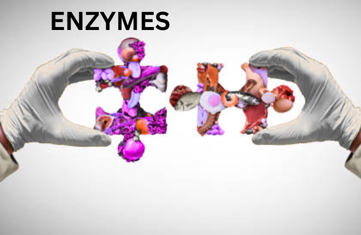 Enzyme and metabolism diagram