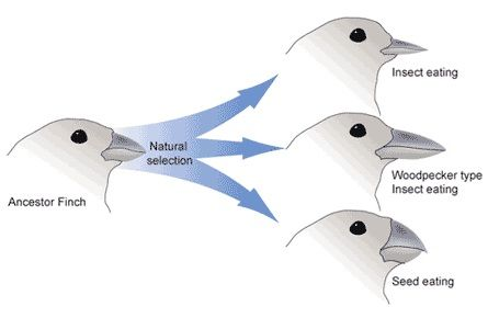 Illustration of evolution