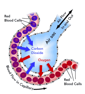 Illustration of gas exchange