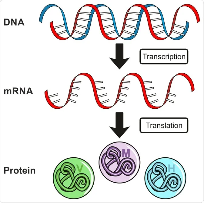 Gene expression diagram