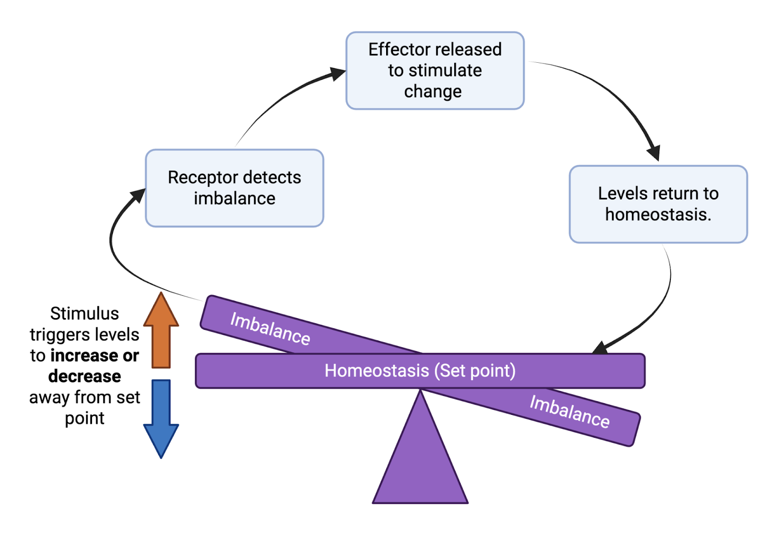 Homeostasis feedback loop diagram