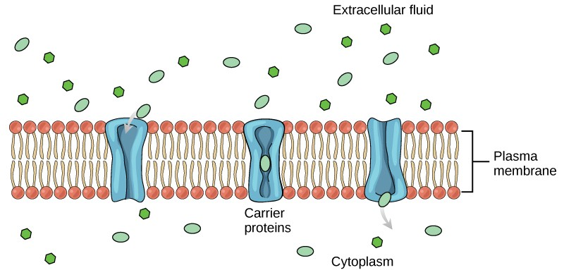 Cell membrane diagram
