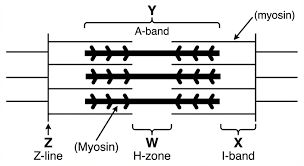 Illustration of muscle structure