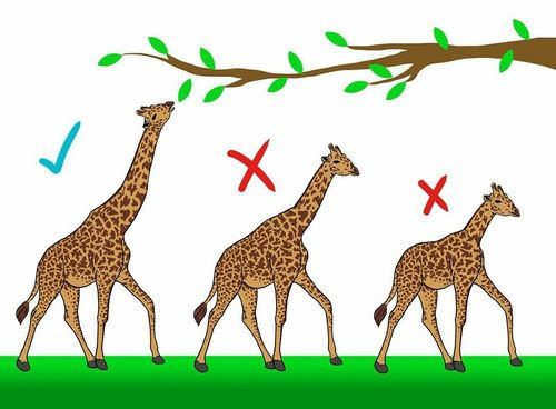 Natural selection diagram