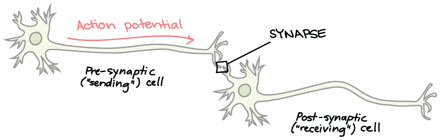 Neural signaling diagram