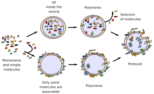 First cells formation