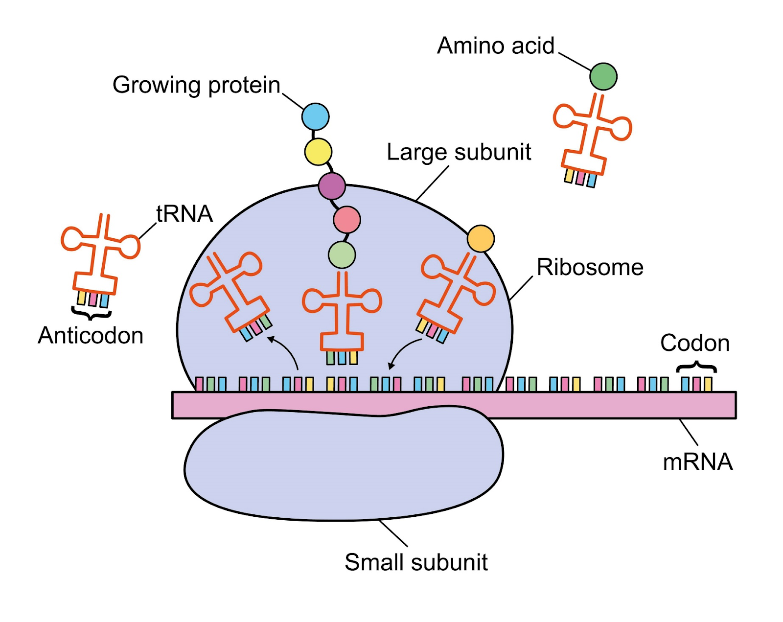 Protein synthesis diagram
