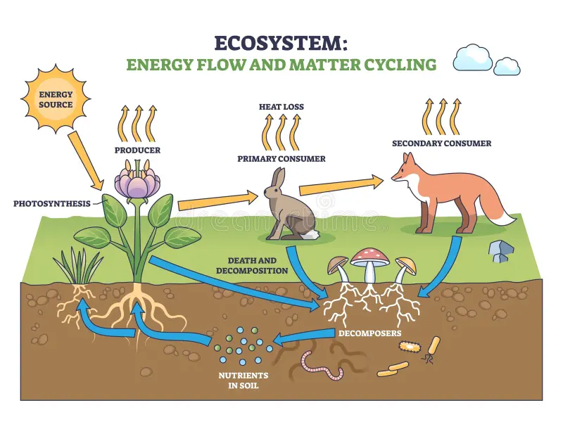 Ecosystem energy flow illustration