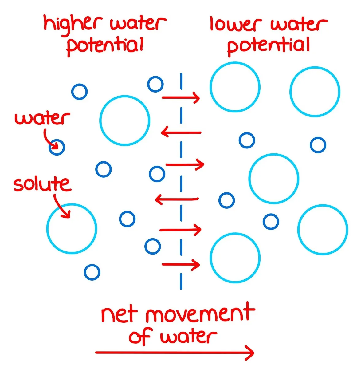 Water potential diagram