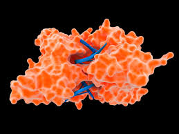 Enzyme and substrate interaction