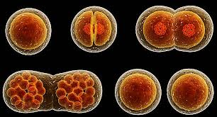 Cell division process