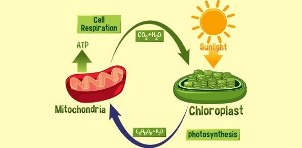 Aerobic and anaerobic respiration