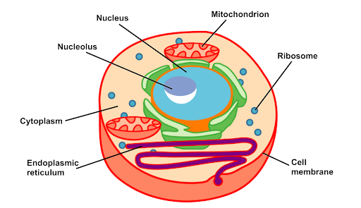 Animal and plant cells