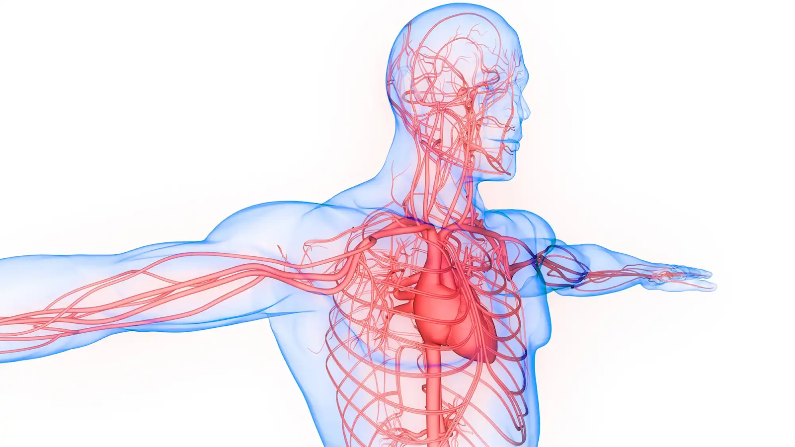 Heart and blood vessels