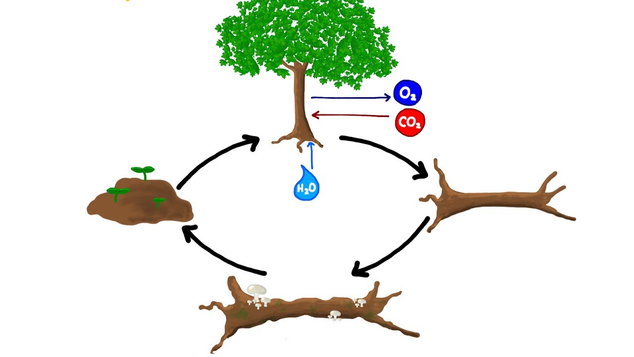 Biogeochemical cycles diagram