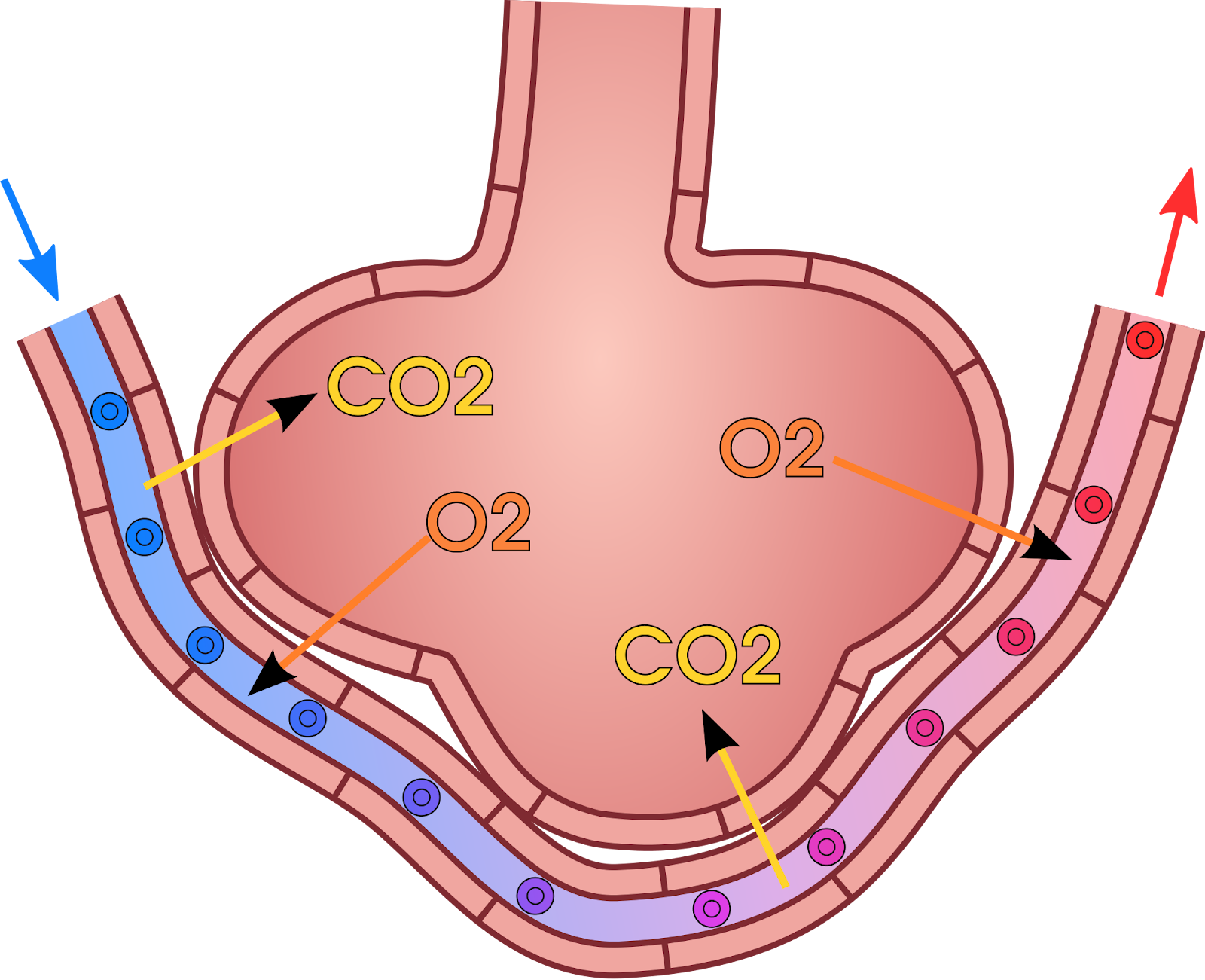 Gas exchange in humans, fish and plants