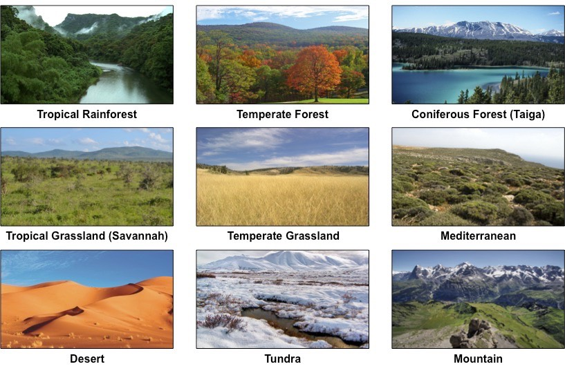 Ecological relationships in nature