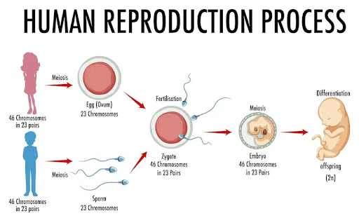Types of reproduction