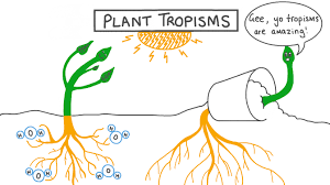 Plant growing toward light
